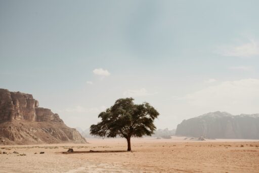 Arbre dans le désert